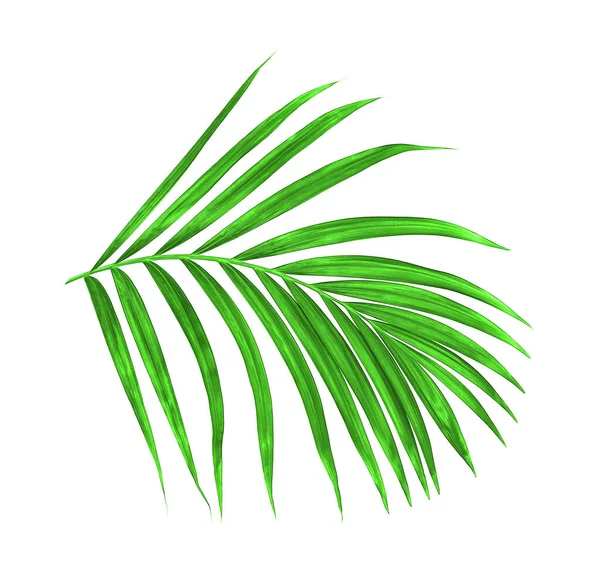 Зелений Лист Пальми Білому Тлі — стокове фото