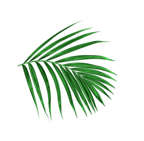 Foglia Verde Palma Sfondo Bianco — Foto Stock