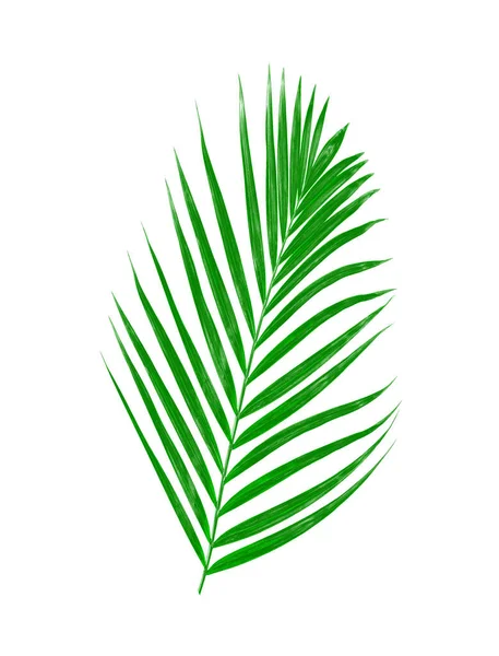 Hojas Verdes Palmera Aisladas Sobre Fondo Blanco — Foto de Stock