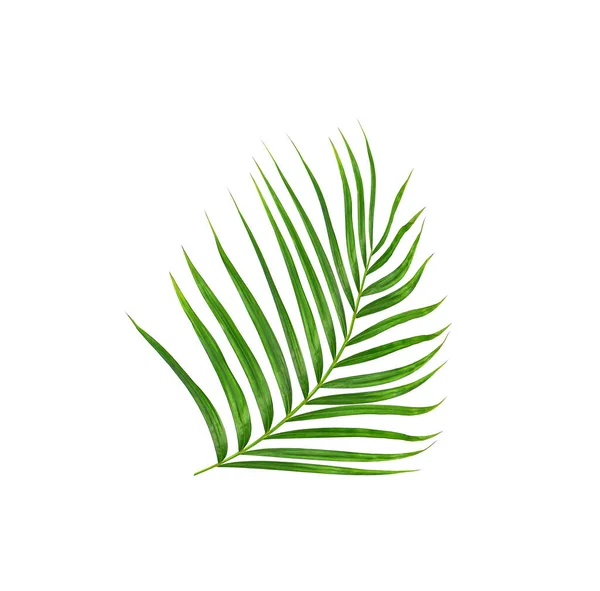 Zöld Levelek Pálmafa Elszigetelt Fehér Háttér — Stock Fotó
