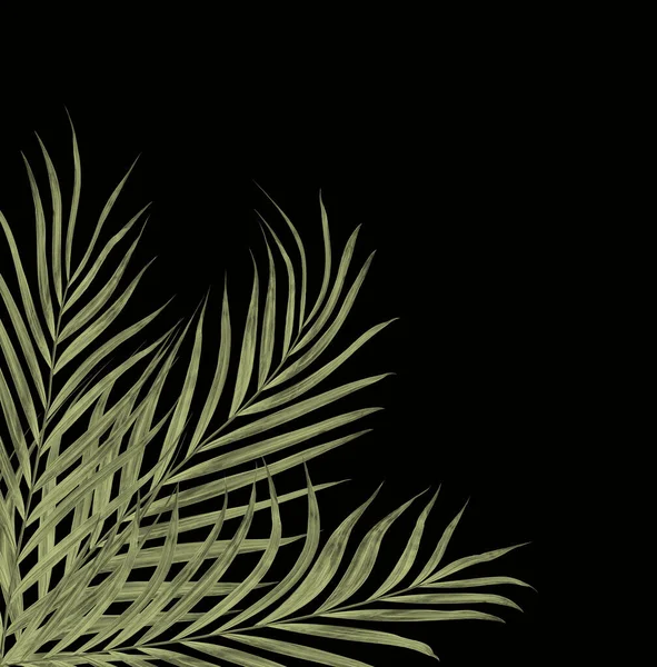 Leaves Palm Tree Background — Stock Photo, Image