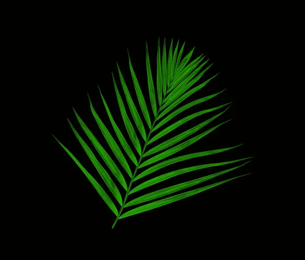 Foglie Verdi Palma Isolate Sfondo Nero — Foto Stock