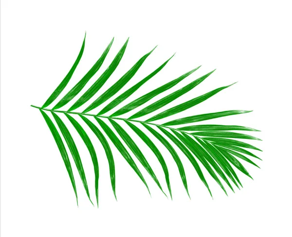 Hojas Verdes Palmera Aisladas Sobre Fondo Blanco — Foto de Stock