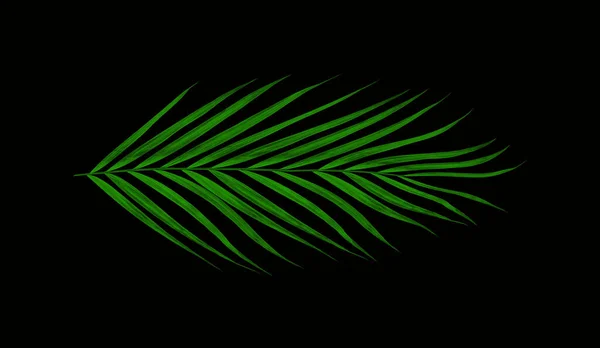 Groene Bladeren Van Palmboom Geïsoleerd Zwarte Achtergrond — Stockfoto