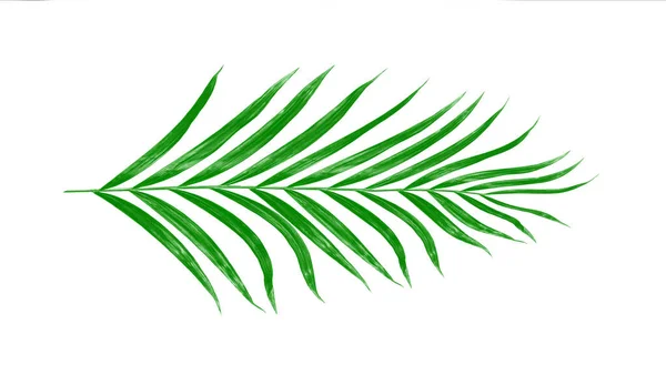 Foglie Verdi Palma Isolate Sfondo Bianco — Foto Stock