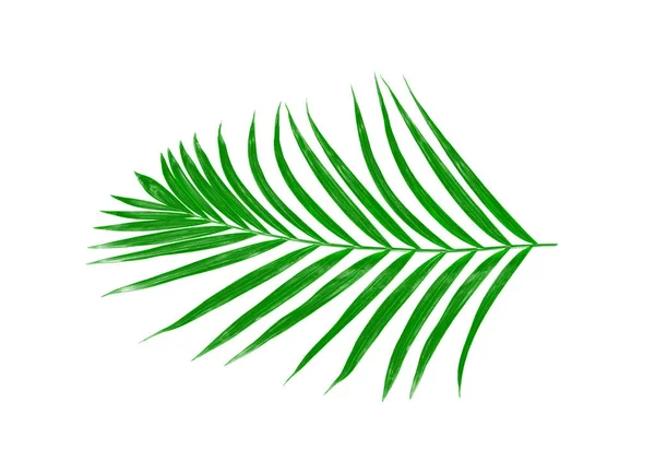 Zielone Liście Palmy Izolowane Białym Tle — Zdjęcie stockowe