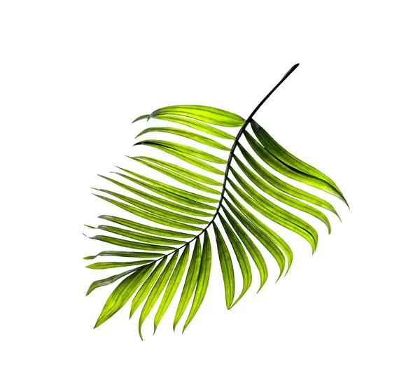 Zielone Liście Palmy Białym Tle — Zdjęcie stockowe