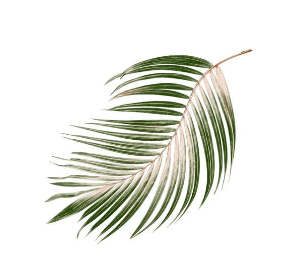 Vihreät Lehdet Palmun Valkoisella Pohjalla — kuvapankkivalokuva