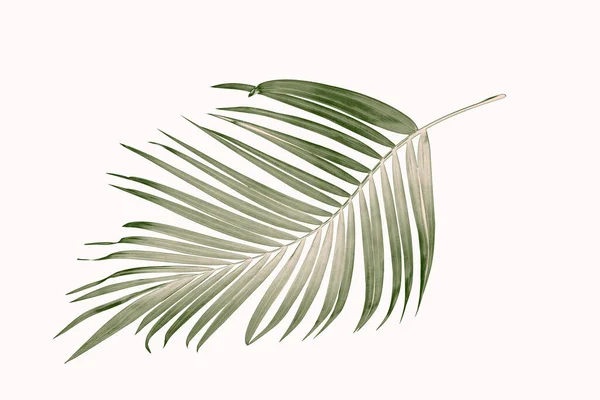 Folhas Verdes Palmeira Fundo Branco — Fotografia de Stock