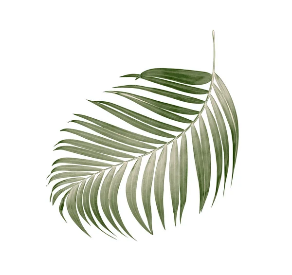 Grüne Blätter Der Palme Auf Weißem Hintergrund — Stockfoto