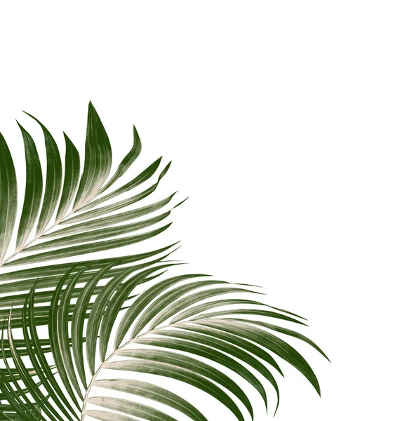 Grüne Blätter Der Palme Auf Weißem Hintergrund — Stockfoto