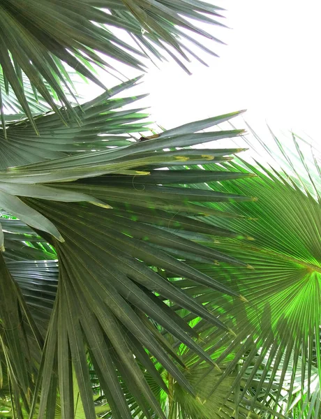 Belas Folhas Palmeira Árvore Luz Solar — Fotografia de Stock