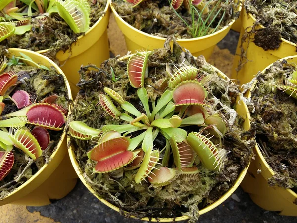 Carnivore Tropicale Piège Mouches Plante Pichet Nepenthes Espèces — Photo