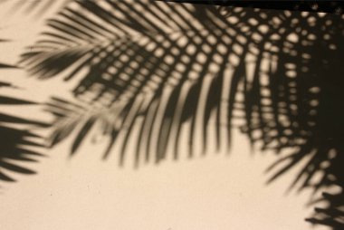 Palmiye yapraklarının soyut gri gölge arkaplanı, siyah ve beyaz tek renk tonu 