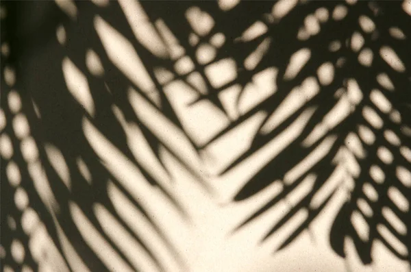 Abstrakte Graue Schatten Hintergrund Der Palmblätter Schwarz Weiß Monochromen Ton — Stockfoto