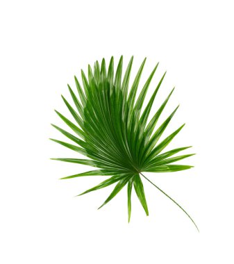 Palmiye ağacının yeşil yaprağı