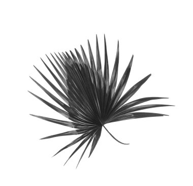 Palmiye ağacının yeşil yaprağı