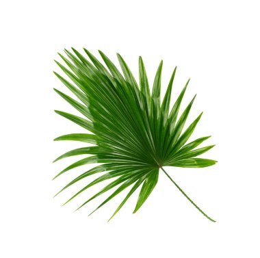 Beyaz arkaplanda yeşil palmiye yaprakları