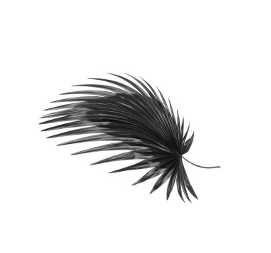 Beyaz arkaplanda palmiye yaprakları