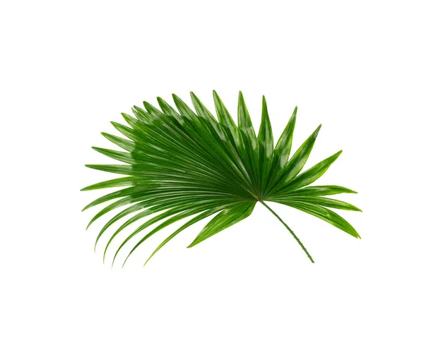 Grünes Blatt Der Palme Hintergrund — Stockfoto