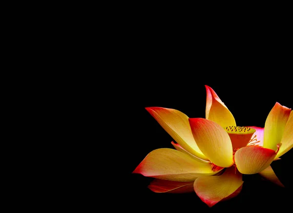 Lotus Fleur Sur Fond Noir — Photo