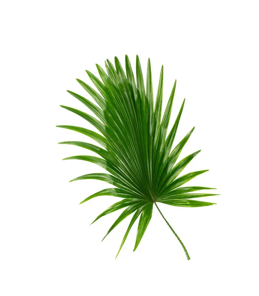 Hojas Verdes Palmera Sobre Fondo Blanco — Foto de Stock