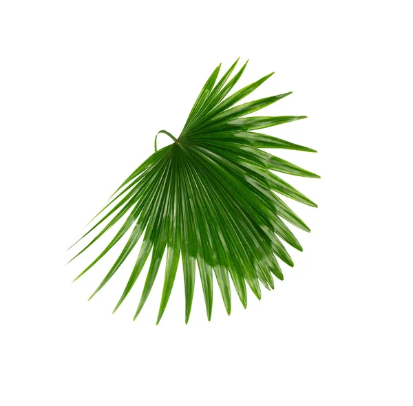 Green Leaf Palm Tree Background — Stock Photo, Image