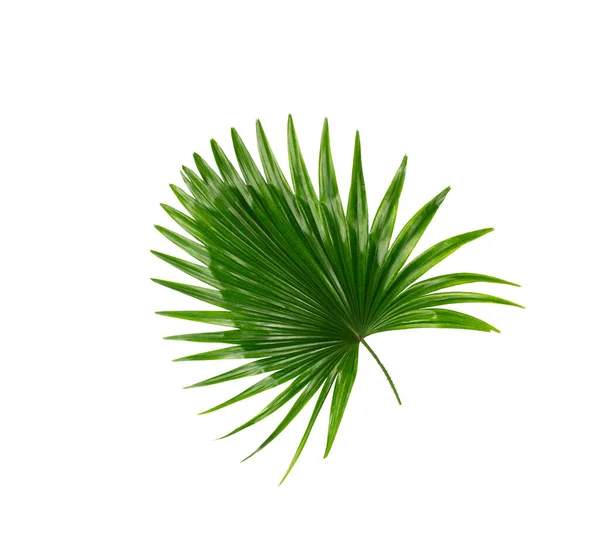 Hojas Verdes Palmera Sobre Fondo Blanco — Foto de Stock