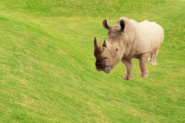 Rhino Stående Grönt Gräs Bakgrund — Stockfoto