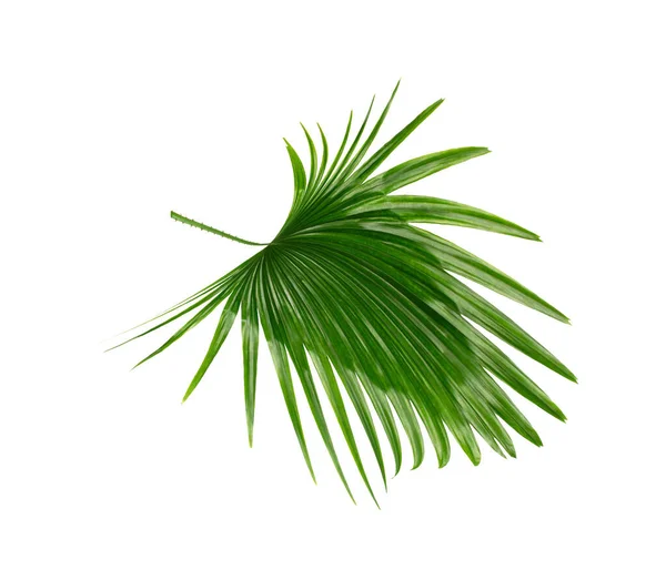 Hojas Verdes Palmera Sobre Fondo Blanco — Foto de Stock