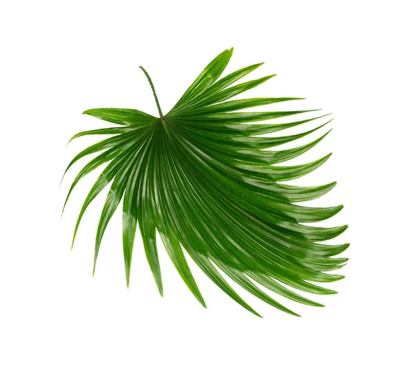 Green Leaves Palm Tree White Background — Stock Photo, Image