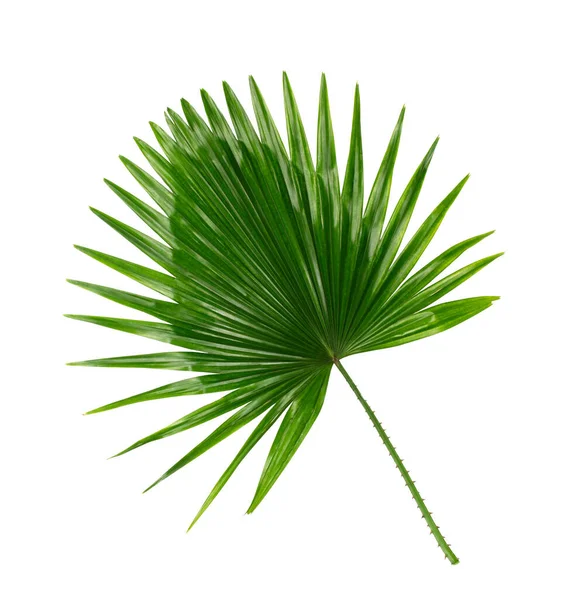 Grünes Blatt Der Palme Hintergrund — Stockfoto