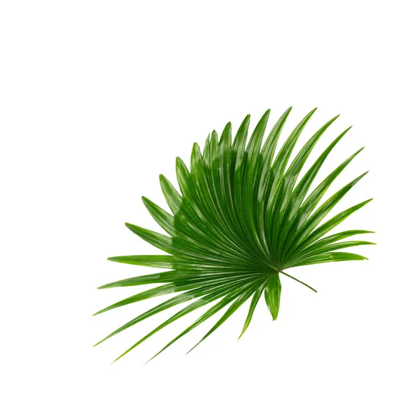 Zelený List Palmy Pozadí — Stock fotografie