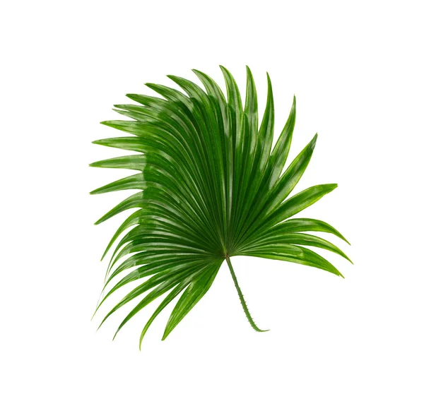 Zelené Listy Palmy Bílém Pozadí — Stock fotografie