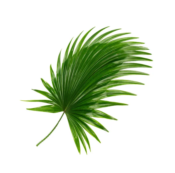 Grönt Blad Palm Bakgrund — Stockfoto