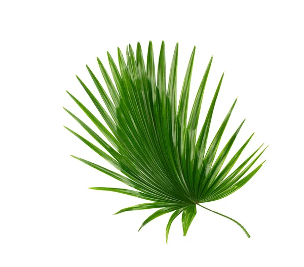 Grünes Blatt Der Palme Hintergrund — Stockfoto