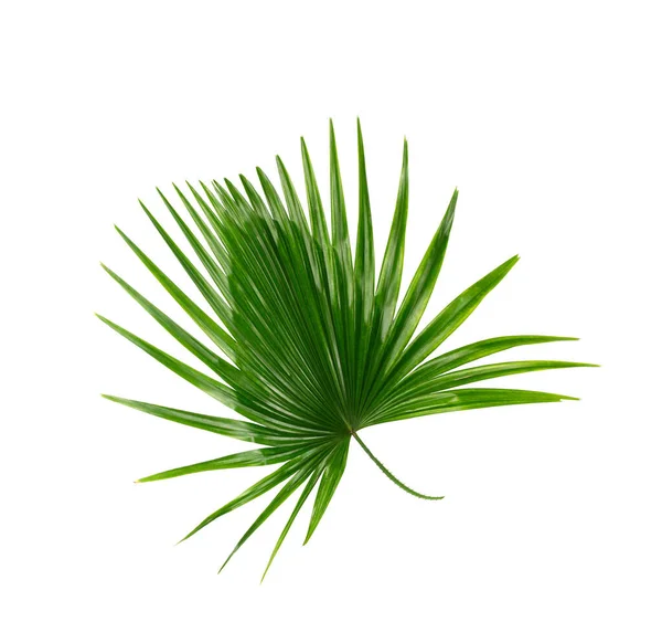 Green Leaf Palm Tree Background — Stock Photo, Image