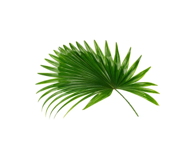 Green Leaf Palm Tree Background — Stock Photo, Image