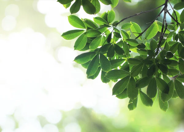 Πράσινα Φύλλα Δέντρου Φόντο — Φωτογραφία Αρχείου