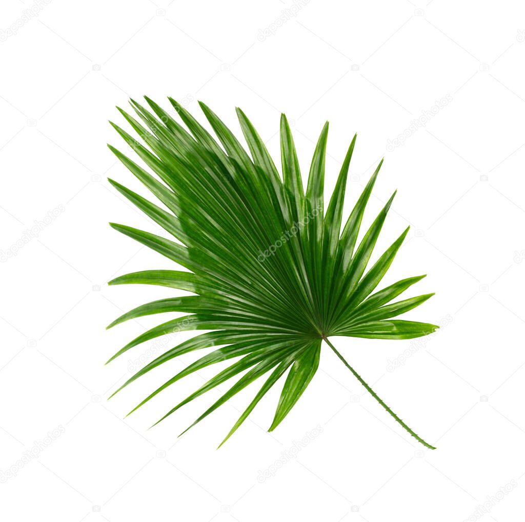 Green leaves of palm tree on white background