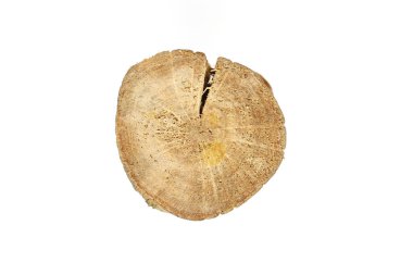 Ağaç gövdesi kesiti, beyaz üzerine izole edilmiş, kırpma yolu dahil