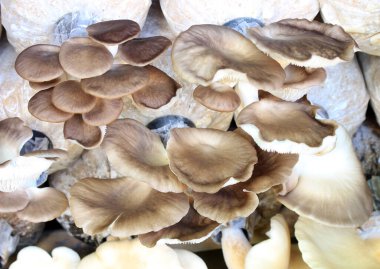 Yakın plan taze istiridye mantarı.