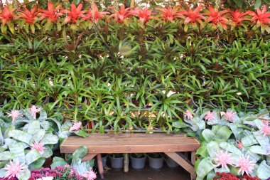 Bahçedeki ahşap bankta