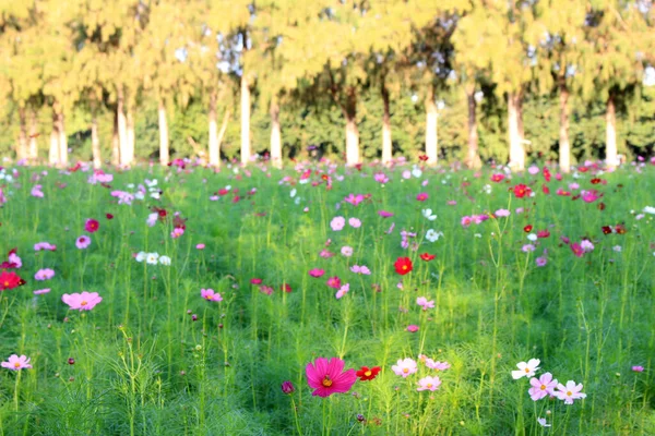 Kozmos Çiçekleri Yeşil Arka Plan Taze Duvar Kağıtları — Stok fotoğraf