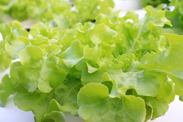 Lettuce Hydroponic Crops Plant — Φωτογραφία Αρχείου