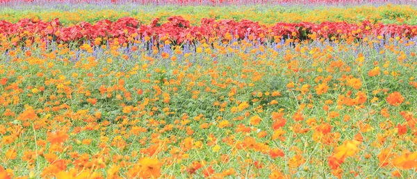 Tarlada Güzel Renkli Çiçekler — Stok fotoğraf