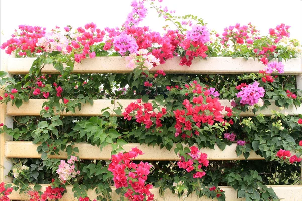 Flower Garden Plant Background — Stock Photo, Image