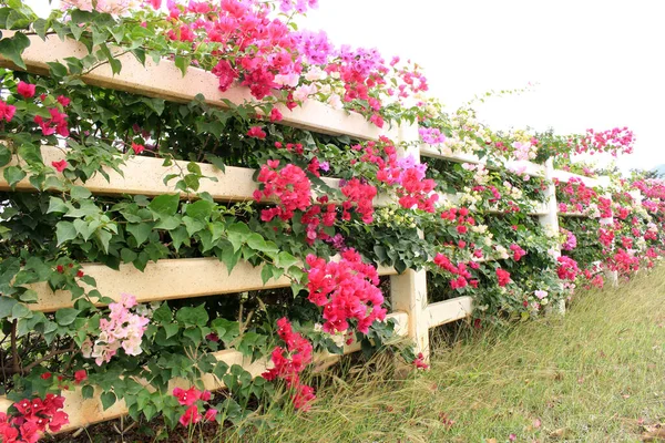 Flower Garden Fence Background — Stock Photo, Image