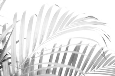 Beyaz duvarda gölgesi olan siyah tropikal palmiye yaprağı