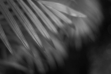 Duvarda gölgesi olan siyah tropikal palmiye yaprağı